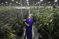 Two backers of a pioneering Nevada law to prevent employers from rejecting job-seekers based on a pre-employment marijuana test cast the effort Wednesday as an anti-discrimination measure in a state where ...