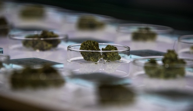 Cannabis consumers will be able to purchase larger volumes and more potent THC products in Nevada thanks to a bill signed into law last month that is anticipated to make sweeping changes ...

