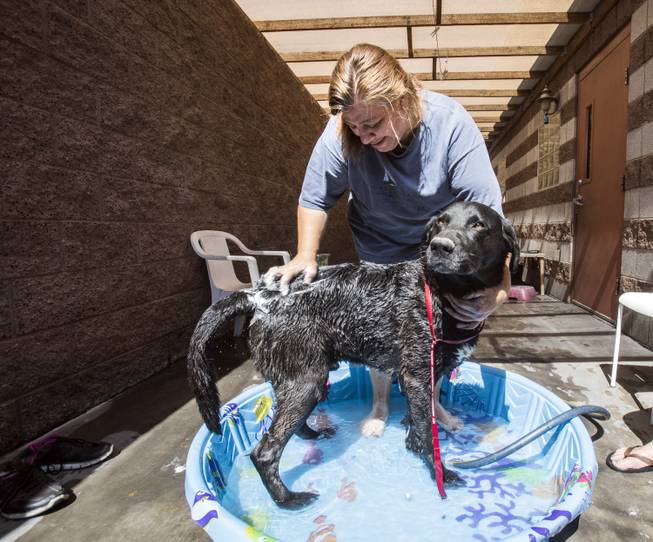 A Shade Tree Shelter client bathes her dog at Noah's Animal House Las Vegas.