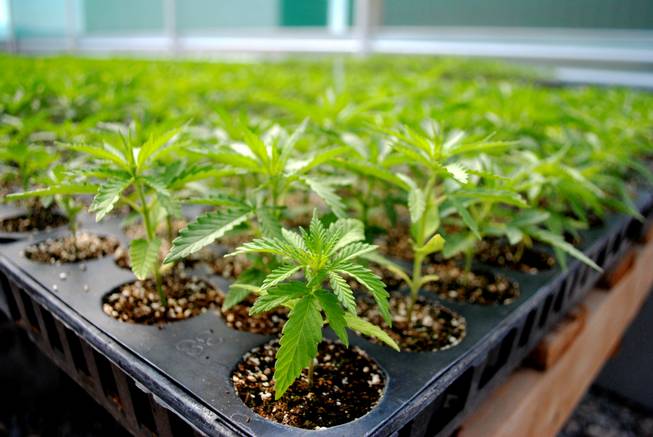 Cherry wine strain industrial hemp grows in a nursery on a farm in Pahrump on Thursday, July 6, 2017. A new law is opening up retail sales for products made using these types of Nevada-grown plants, which contain almost no THC.