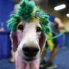 Indica, an 18-month-old standard poodle, waits to compete in a creative grooming category during the 2017 SuperZoo, a convention for pet retailers, at the Mandalay Bay Convention Center Tuesday, July 25, 2017.