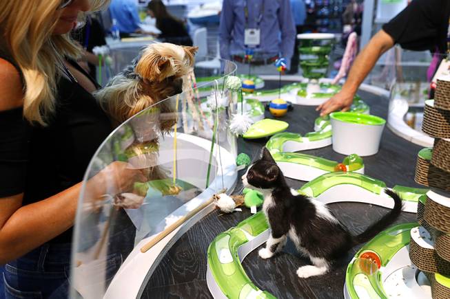 Olivia, a 4-year-old Teacup Yorkie checks out a kitten in the Catit playground during the 2017 SuperZoo, a convention for pet retailers, at the Mandalay Bay Convention Center Tuesday, July 25, 2017.