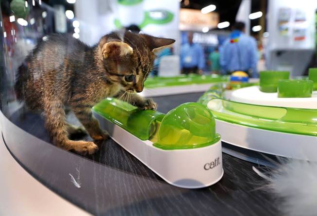 A kitten plays with a toy at the Catit playground during the 2017 SuperZoo, a convention for pet retailers, at the Mandalay Bay Convention Center Tuesday, July 25, 2017.