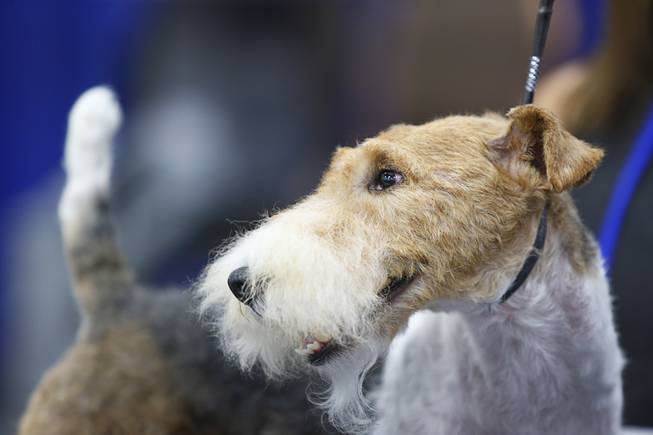 Slyfox Brookhaven Finian's Rainbow, a 4-year-old Wire Fox Terrier, during the 2017 SuperZoo, a convention for pet retailers, at the Mandalay Bay Convention Center Tuesday, July 25, 2017. The dog took the award for best first-timer in the division.