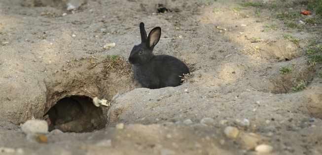 Feral bunnies overrun a Las Vegas facility though have a ...