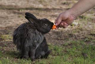 A feral bunny is fed as numerous overrun a Las Vegas facility though have a caring organization to feed them lead by Stacey Taylor at Bunnies Matter Las Vegas on Saturday, July 29 2017.