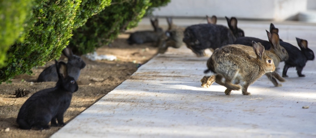 Feral bunnies overrun a Las Vegas facility though have a caring organization tending them lead by Stacey Taylor at Bunnies Matter Las Vegas on Saturday, July 29 2017.