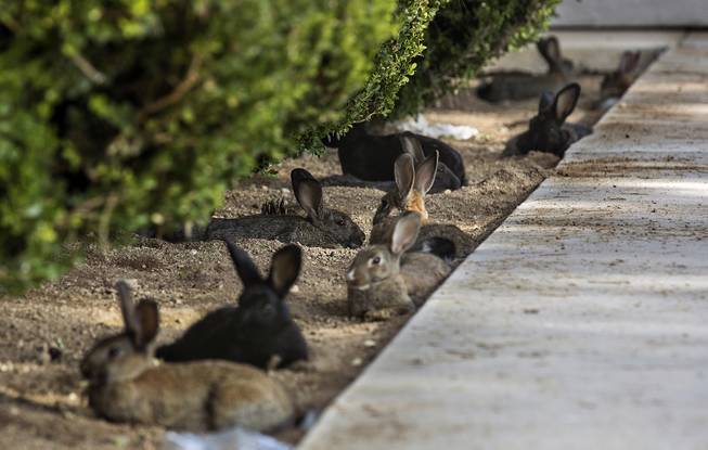 Feral Bunnies Overrun Sites