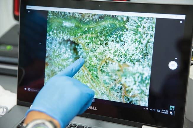 Aaron McCrary inspects one of his various strains of marijuana under a digital microscope.