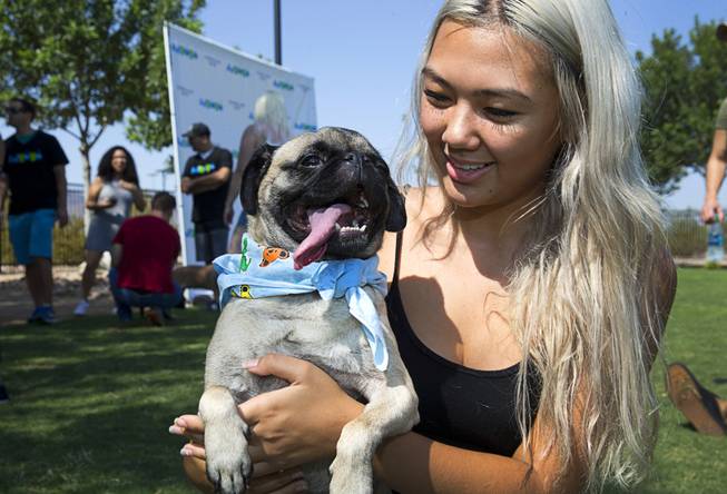 Athena Bauer, 19, poses with Rocky, a 3-year-old pug, during a doggie casting call at Heritage Bark Park in Henderson Sunday, Aug. 6, 2017. The chosen dog will be featured in an advertisement for AdYoYo. AdYoYo is a Las Vegas-based, local market place app that lets people buy and sell with video, giving users a better shopping experience, a representative said.