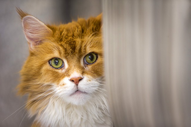 Rusty, a 13-year-old Maine Coon Cat, peers out from behind a chair at Lisa Young's home in Henderson Monday, Aug. 22, 2017.