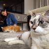 Rebecca Zisch, a cat behaviorist, pets Rusty, a 13-year-old Maine Coon Cat, at Lisa Young's home in Henderson Monday, Aug. 22, 2017. Molly, an eight -year-old dilute calico, is shown in the foreground. Zisch was brought in to help when the cats were not getting along, Young said. While pets are great  when adopted properly, giving one as a surprise gift can be a disaster, the Nevada SPCA reminds prospective owners.