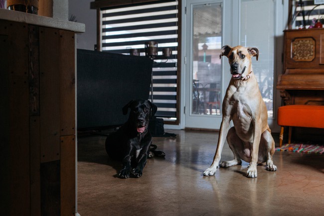 Bark Busters dog training and behavioral therapist's Derek and Lissette Anovick train two great danes named Rex (black) & Penny (tan) in Downtown Las Vegas, Nev. on August 22, 2017.