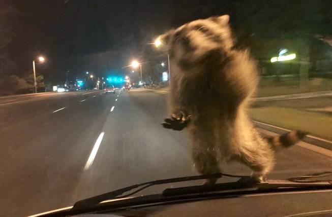 Hitchhiking Raccoon