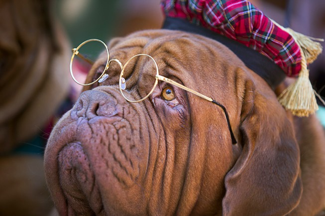 Ben, a three-year-old Dogue de Bordeaux (French Mastiff), waits to ...
