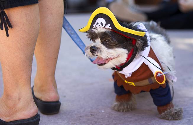 A dog dressed as a pirate waits to compete in a costume contest during the inaugural Pumpkin Paws at HallOVeen in Opportunity Village's spookified Magical Forest Sunday, Oct. 22, 2017. Proceeds from Opportunity Villages fundraising events help support programs and services for adults with intellectual disabilities in Southern Nevada.