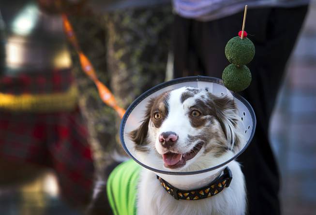 Bella, a 18-month-old Australian Shepard. competes in a costume contest ...