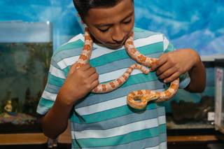 A inside look a farm and animal program at Mabel Hoggard Elementary School in Las Vegas on October 23, 2017. 5th grader Miguel proudly holds a snake.