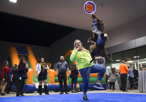 Captain Obvious, a 4-year-old Border Collie, catches a flying disc thrown by owner Sierra Pahnke during a dealership debut for Subaru owners and employees at the new Subaru Las Vegas facility, a two-story building with 65,500 sq. ft. on Roy Horn Way between Rainbow and Jones boulevards, Wednesday, Nov. 29, 2017.