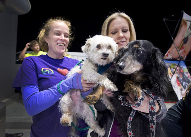 Erin Megin ,left, and Brenda Brian, of the Nevada SPCA, hold Luke, a 13-year-old Matlese, and Jojo, a 15-year-old Dachshund, during a dealership debut for Subaru owners and employees at the new Subaru Las Vegas facility, a two-story building with 65,500 sq. ft. on Roy Horn Way between Rainbow and Jones boulevards, Wednesday, Nov. 29, 2017. The dogs are available for adoption but come as a pair, Megin said.