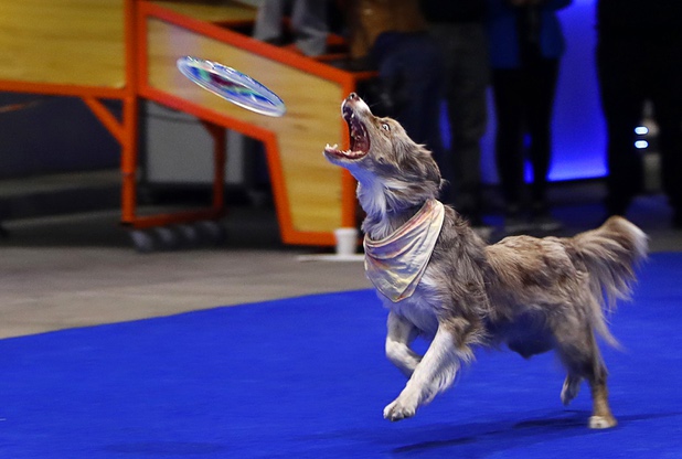 Ultra, a 7-year-old Border Collie-Australian Shepherd mix, catches a flying disc during a dealership debut for Subaru owners and employees at the new Subaru Las Vegas facility, a two-story building with 65,500 sq. ft. on Roy Horn Way between Rainbow and Jones boulevards, Wednesday, Nov. 29, 2017.