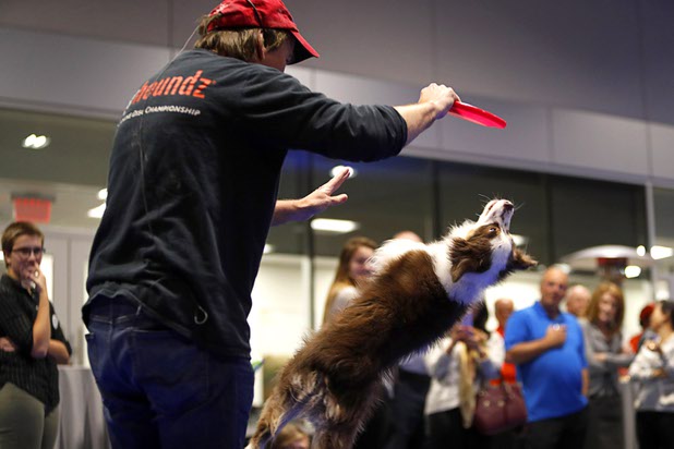 Jessie, a 11-year-old miniature Australian Shepherd performs with owner Daniel Neel during a dealership debut for Subaru owners and employees at the new Subaru Las Vegas facility, a two-story building with 65,500 sq. ft. on Roy Horn Way between Rainbow and Jones boulevards, Wednesday, Nov. 29, 2017.