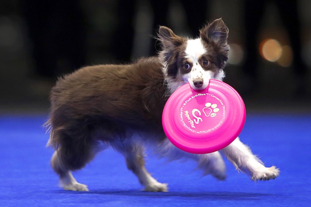 Jessie, a 11-year-old miniature Australian Shepherd retrieves a flying disc during a dealership debut for Subaru owners and employees at the new Subaru Las Vegas facility, a two-story building with 65,500 sq. ft. on Roy Horn Way between Rainbow and Jones boulevards, Wednesday, Nov. 29, 2017.
