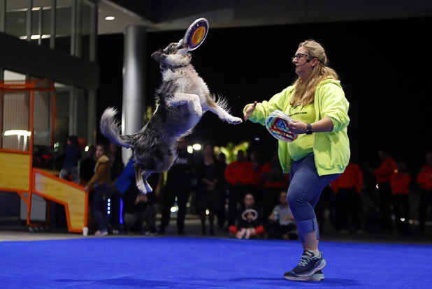 Ultra, a 7-year-old Border Collie-Australian Shepherd mix, catches a flying disc thrown by Sierra Pahnke during a dealership debut for Subaru owners and employees at the new Subaru Las Vegas facility, a two-story building with 65,500 sq. ft. on Roy Horn Way between Rainbow and Jones boulevards, Wednesday, Nov. 29, 2017.