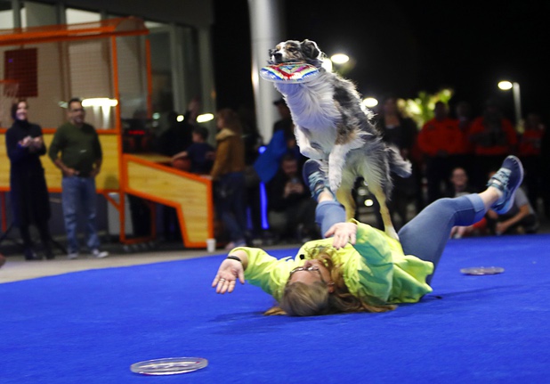 Ultra, a 7-year-old Border Collie-Australian Shepherd mix, jumps over Sierra Pahnke to catch a flying disc during a dealership debut for Subaru owners and employees at the new Subaru Las Vegas facility, a two-story building with 65,500 sq. ft. on Roy Horn Way between Rainbow and Jones boulevards, Wednesday, Nov. 29, 2017.