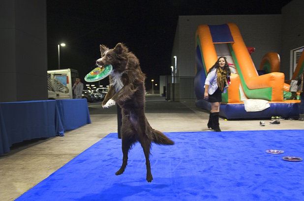 Captain Obvious, a 4-year-old Border Collie, catches a flying disc during a dealership debut for Subaru owners and employees at the new Subaru Las Vegas facility, a two-story building with 65,500 sq. ft. on Roy Horn Way between Rainbow and Jones boulevards, Wednesday, Nov. 29, 2017.