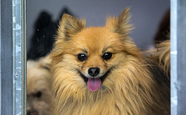 A Pomeranian looks out from a kennel at the Animal ...