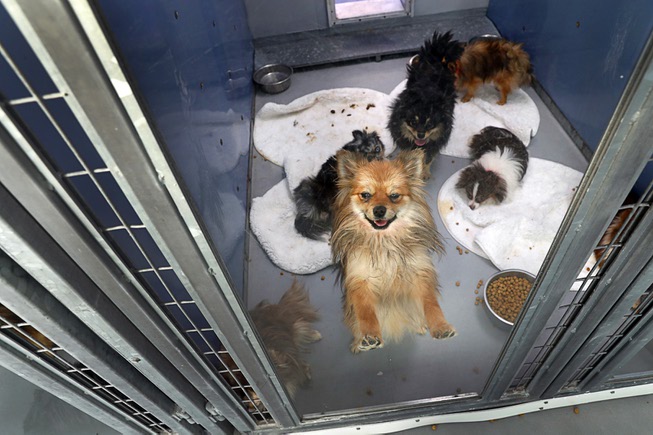 A Pomeranian looks out from a kennel at the Animal ...