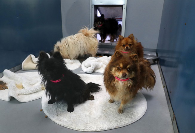 Pomeranians look out from a kennel at the Animal Foundation ...