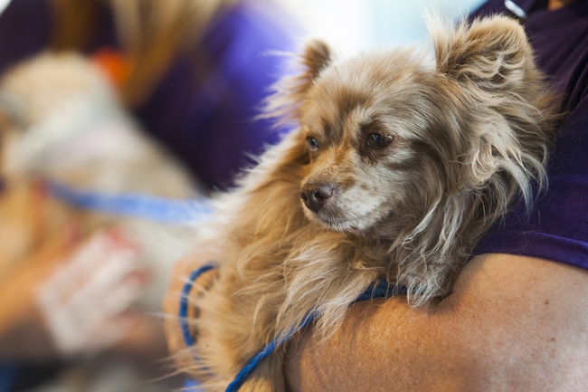 Feather is held by an Animal Foundation volunteer during Pucks for Paws, a community pet adoption event hosted by the Animal Foundation and the Vegas Golden Knights at City National Arena, Monday, Dec. 18, 2017. The community event kicked off the adoption process for the 164 Pomeranian dogs rescued by Las Vegas police and Clark County officials from the back of a U-Haul truck in Sandy Valley on November 30.