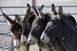 Burros eat alfalfa in a holding corral near U.S. 95 and Highway 160 during a Bureau of Land Management burro gather Wednesday, Dec. 20, 2017. So far, the BLM has gathered 39 feral burros. The gather was prompted by an increasing number of accidents involving burros and vehicles near Pahrump and also to burros causing private property damage, officials said.