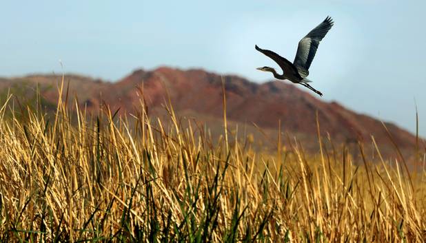 A Great Blue Heron takes flight from a pond as the Clark County Wetlands Park hosts its 4th Annual International Migratory Bird Day on Saturday, March 18, 2017.