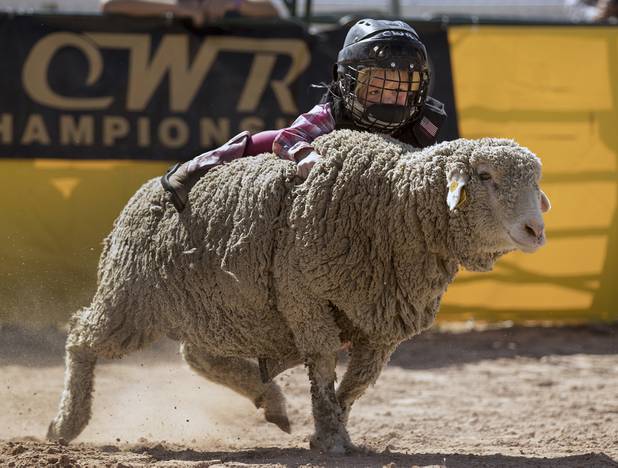 A young contestant works to stat atop in the CWR Mutton Bustin' competition during the Clark County Fair & Rodeo from Logandale, Nevada, on Thursday, April 13, 2017.