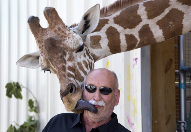 Ozzie, a three-year-old giraffe, gives a lick to ranch owner Keith Evans before a collaborative painting session with artist Donovan Fitzgerald at the Lion Habitat Ranch in Henderson Thursday, April 27, 2017.