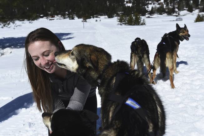 In this March 23, 2017 photo, writer Sarah Litz joins the Wilderness Adventures Dog Sled Tours at Squaw Valley in California. Litz took a trip to Squaw Valley to experience something she had ever done before, dog sledding.