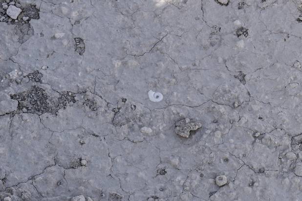 An exposed shell is seen at Ice Age Fossils State ParkLas Vegas' newest state park where visitors can explore and learn about fossil beds located in the areaduring a ranger-guided hike, Monday, Jan. 1, 2018. With the park still in development, a visitor's center, interpretive trails and more infographic signs are expected to complete the park within two years.
