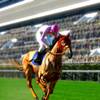 This image from the Fortune Cup horse racing game appears on a 65-inch LCD display that is surrounded by 10 betting stations.