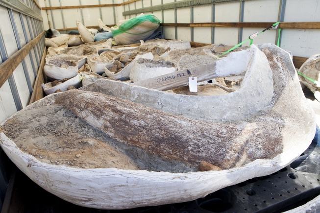 Ice Age fossils line the floor of a moving truck ...