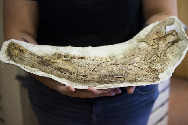 A UNLV graduate student in paleontology holds up a bison ...