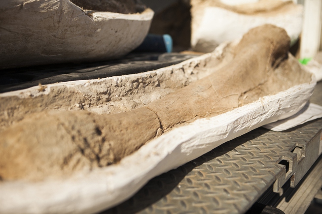 A mammoth shin bone fossil is seen in the bed ...