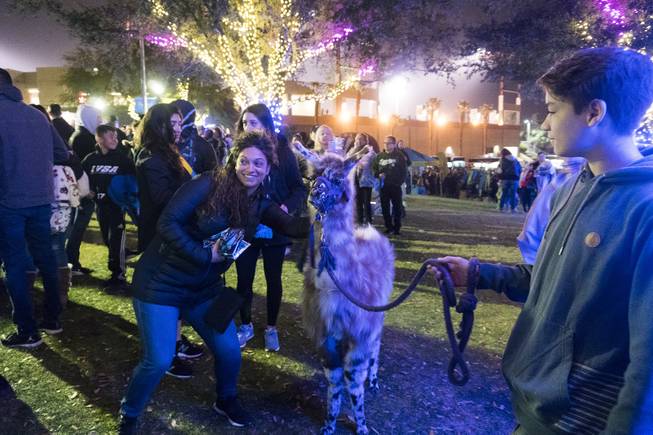 An attendee poses with llama a during the tailgate party for the Lights FC game against the Montreal Impact at Cashman Field, Saturday, February 10, 2018. The Montreal Impact beat the Lights FC with two goals in the second half.