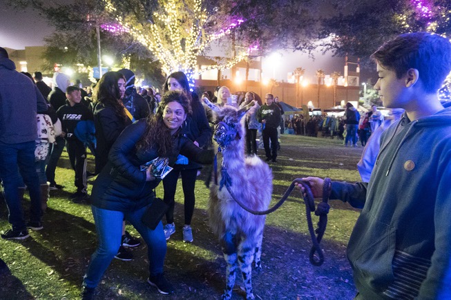 An attendee poses with llama a during the tailgate party ...
