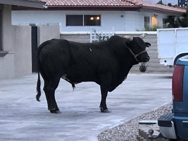 Las Vegas Bull in Streets
