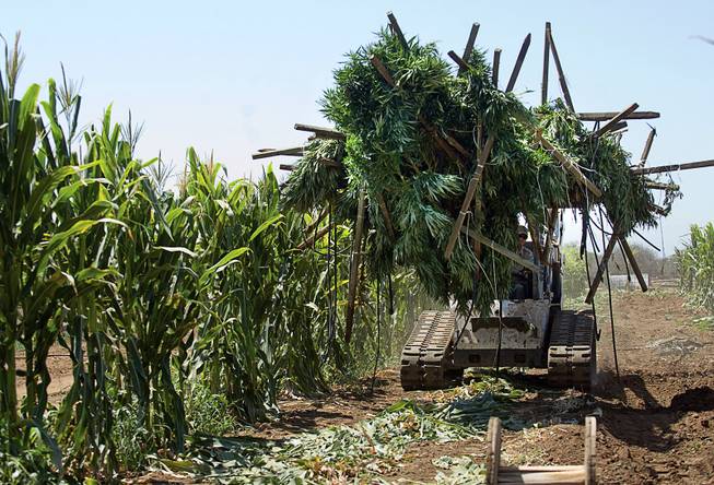 In this Aug. 21, 2014 file photo, authorities remove some of the marijuana plants found growing in a corn field in southeast Terra Bella, Calif. Nearly two months after recreational marijuana became legal in California, less than 1 percent of the state's known growers have been licensed, according to a report released Monday, Feb. 19, 2018, by a pot industry group. 