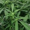 Marijuana plants are shown during a tour of the Green Life Productions grow facility in Las Vegas Thursday, April 19, 2018.