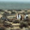 This April 10, 2014 file photo shows a male sage grouse trying to impress a group of hens, at left, near the base of the Rattlesnake Range in southwest Natrona County, Wyoming.
